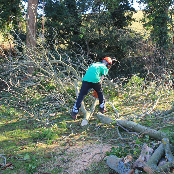 Tree Surgery by Landcare Trees and Fencing